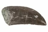 Serrated Dinosaur (Allosaurus) Tooth - Colorado #218330-1